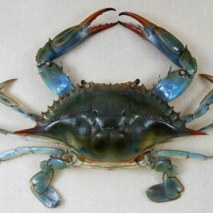 Fresh Blue Crab – 1 kg | Premium & Meaty